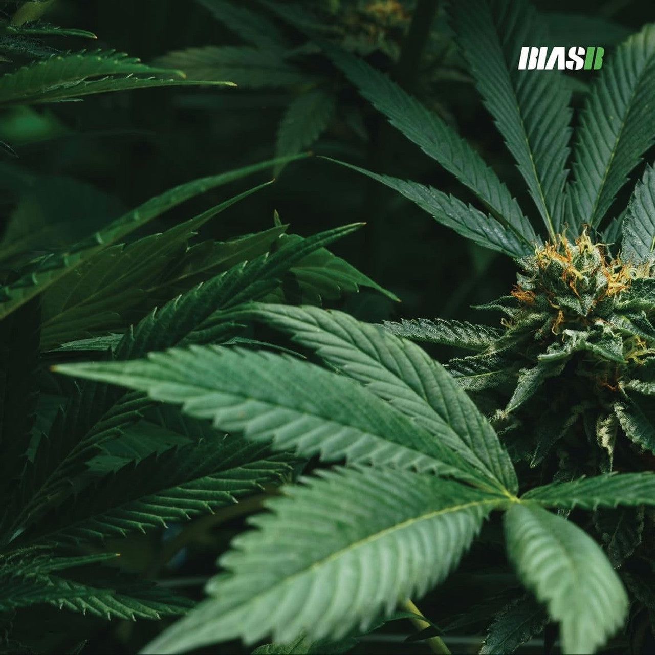 BIAS- B BLESS RECORD